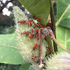 Small Milkweed Bug