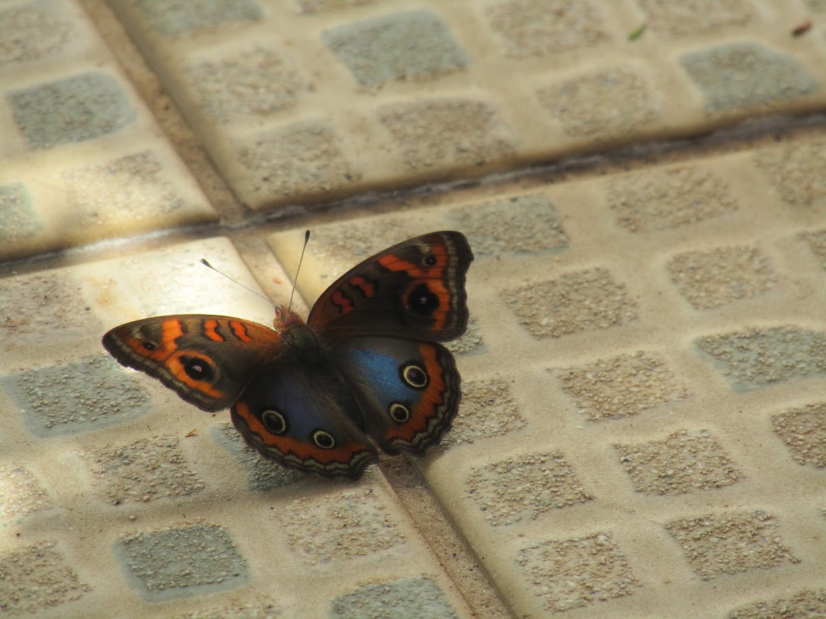 Junonia evarete