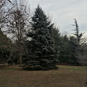 Blue spruce