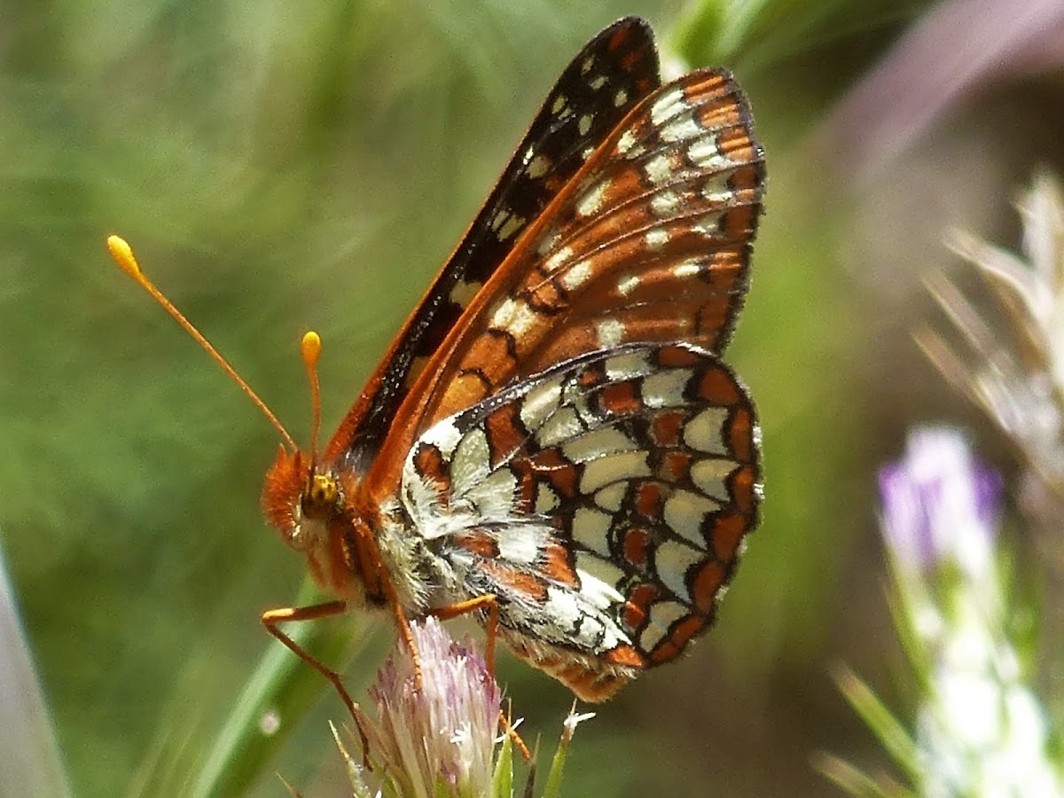 Variable Checkerspot Butterfly