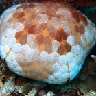 Pin Cushion Sea Star