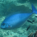 Sleek Unicornfish