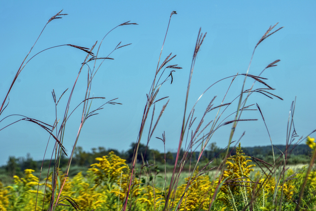 Big Bluestem