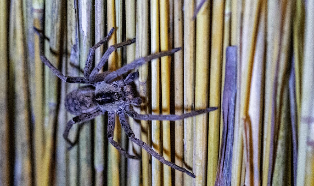 King baboon spider