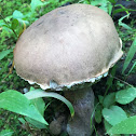 Lilac-brown Bolete