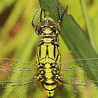 Green Skimmer