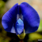 Blue oxalis, Shamrock pea