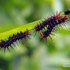 Tawny coster caterpillar.