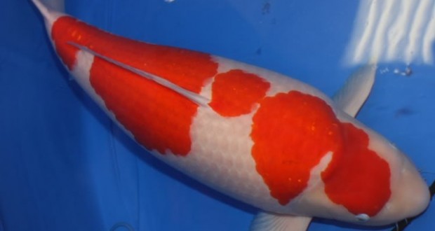 ca-koi-kohaku1-620x330.jpg