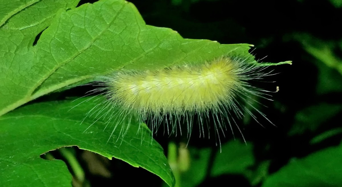 Yellow woolly bear