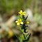 Spiky upright flax