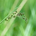 Quaking grass