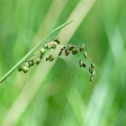 Quaking grass