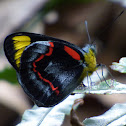 Common Jezebel