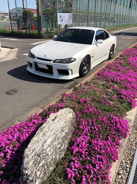 シルビアの桜・芝桜・春ですね・洗車・綺麗に関するカスタム事例の投稿画像2枚目