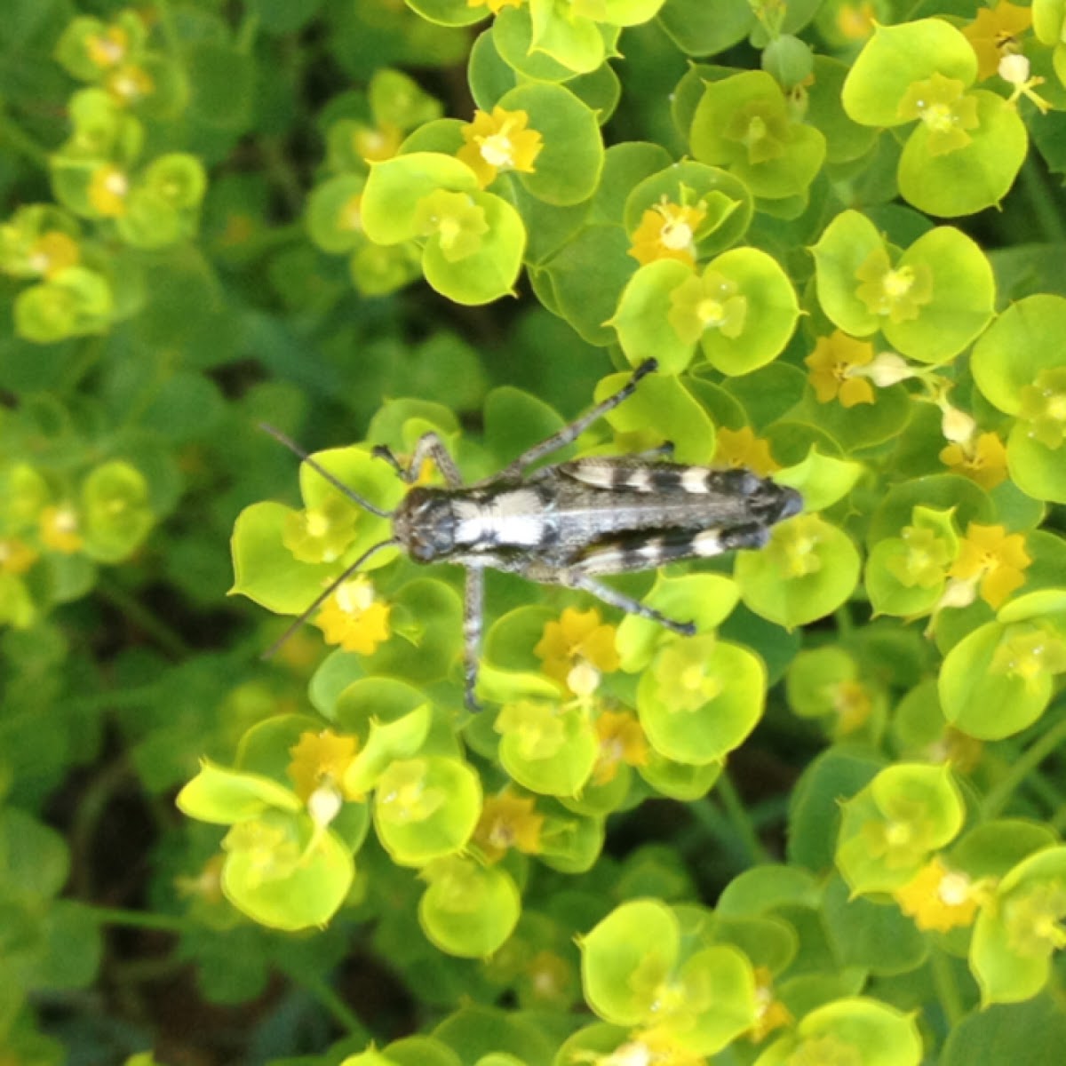 Green-legged Grasshopper