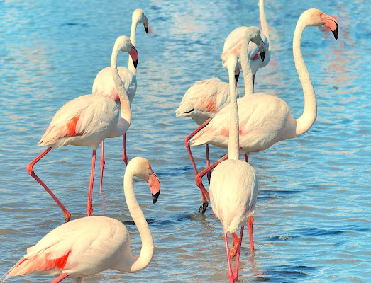 Fenicotteri rosa di Isidoro. 