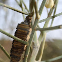 Bagworm Moth Case