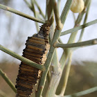 Bagworm Moth Case