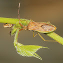 Leaf-footed Bugs & Bean Plataspids