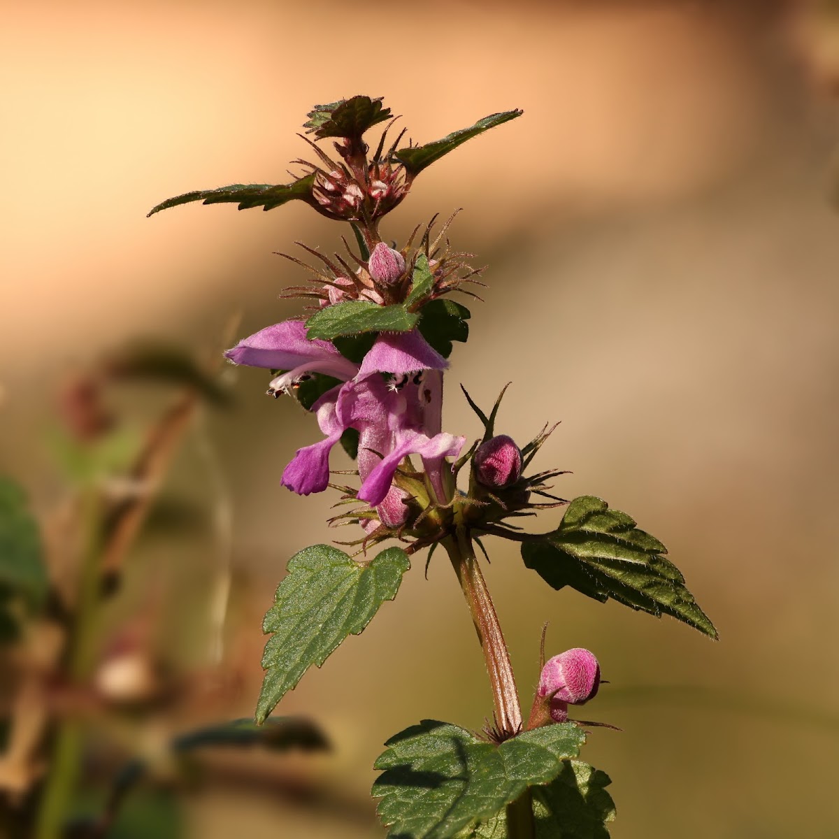 Red Dead-nettle