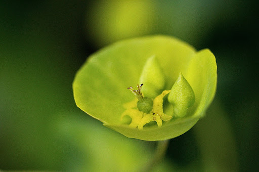 Euphorbia amygdaloides