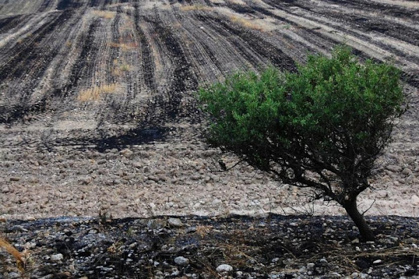 Verde solo. di Saribidibobidi Bù