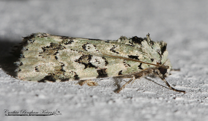 Green Owlet Moth