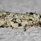 Green Owlet Moth