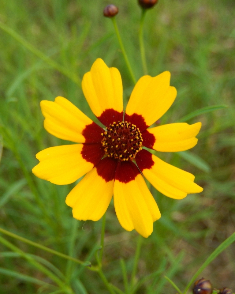 Golden Coreopsis