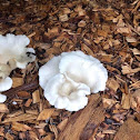 Pleurotus ostreatus