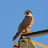 Peregrine Falcon (juvenile)