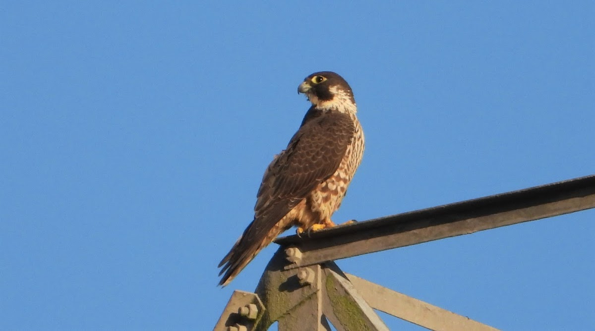 Peregrine Falcon (juvenile)