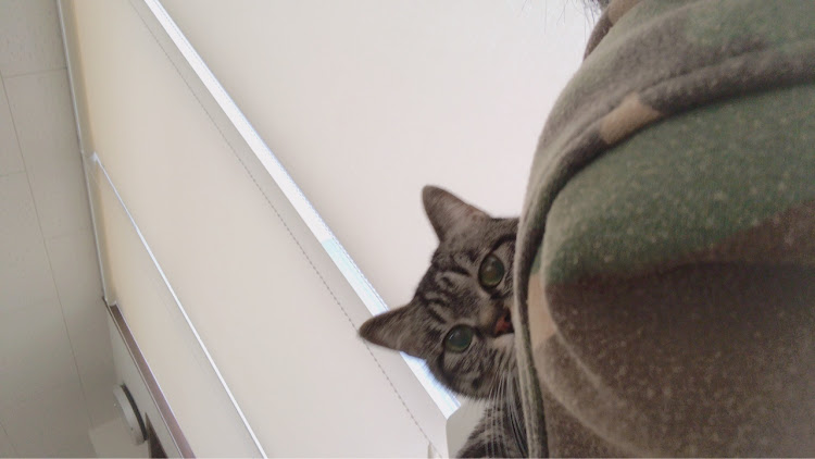 めだかさんが投稿したネコ・休憩中・ヤリス・GR・猫の舌はザラザラに関するカスタム事例の投稿画像2枚目