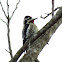 Yellow-bellied Sapsucker