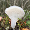 Toothed jelly fungus, false hedgehog mushroom