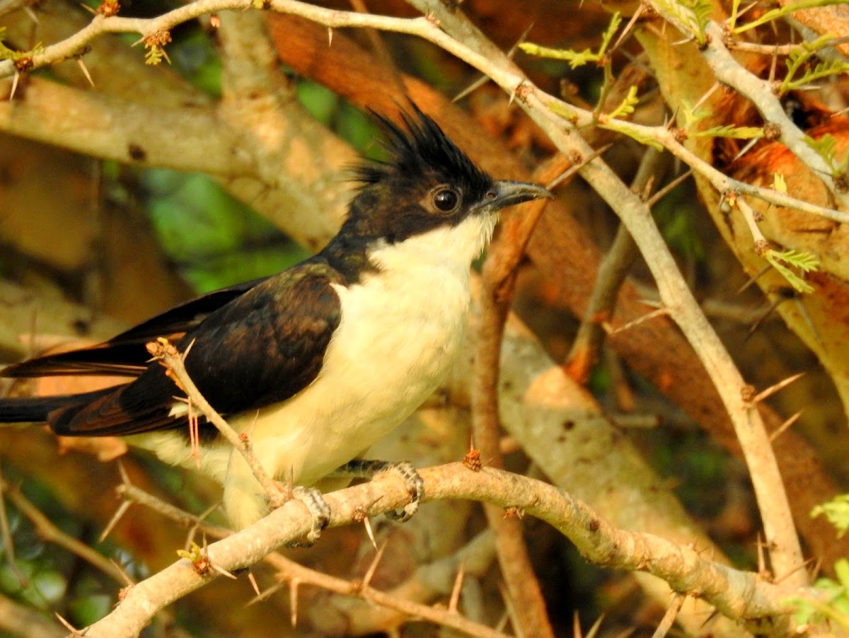 Jacobin cuckoo