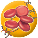 Body Cell Types Chrome extension download