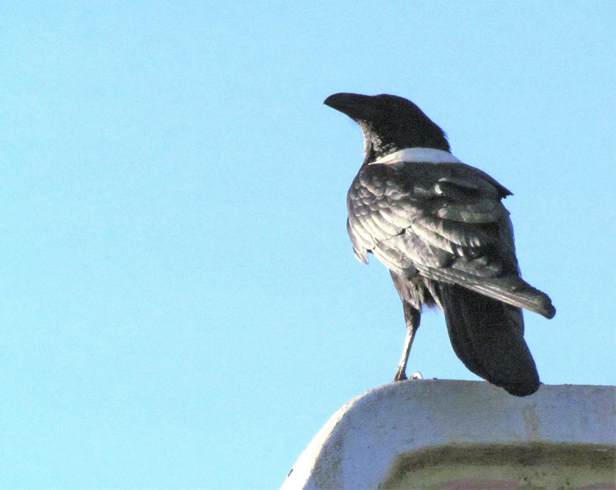 Pied Crow