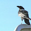 Pied Crow