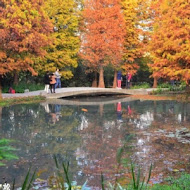 菁芳園 Tenway Garden／花園餐廳／落羽松