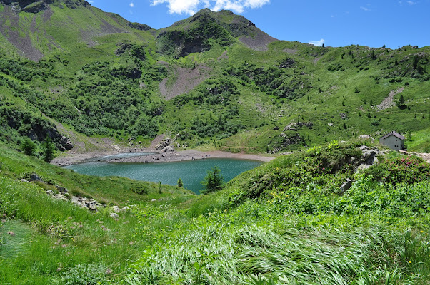 Un abbraccio verde di cigno