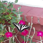 Pale Tiger swallowtail