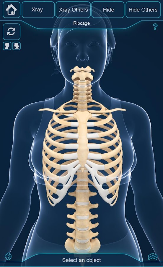 My Skeleton Anatomy - Android Apps on Google Play