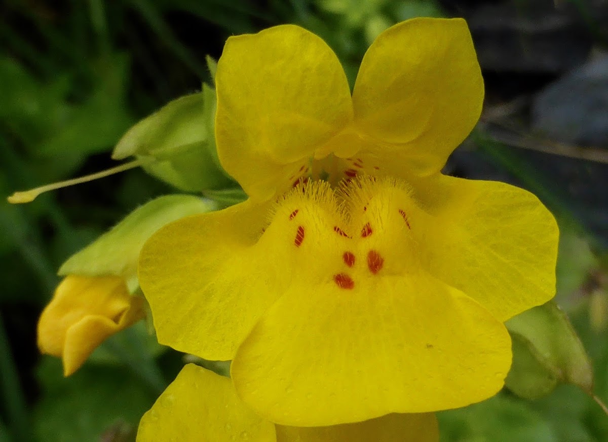 Common Yellow Monkeyflower