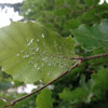 White Fly Eggs