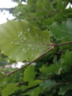 White Fly Eggs