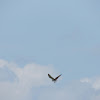 Eastern osprey