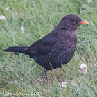 Blackbird