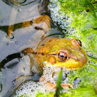 Green Frog